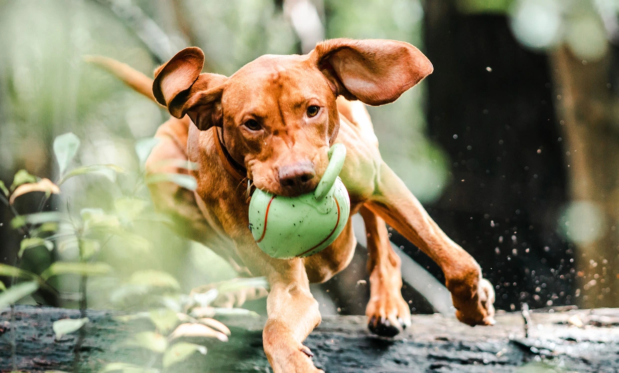 Dog playing banner-8@2x